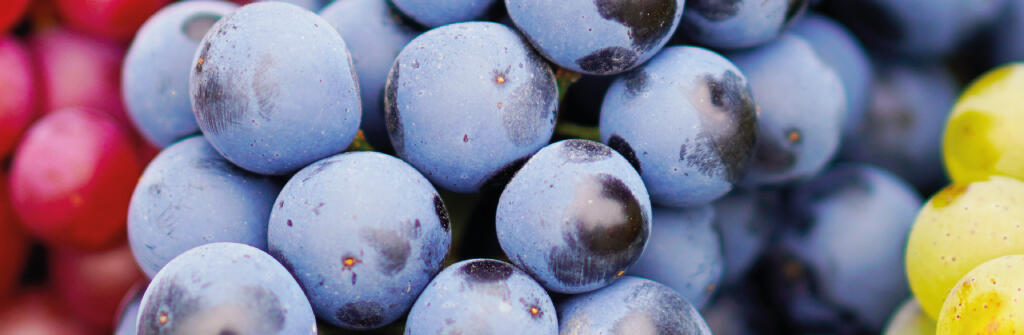 vignette-metier-vin vignette-metier-vin