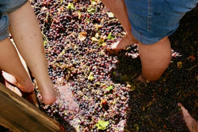 arsilac-actualite-egrappoir-fouloir-procedure-vinicole-6 arsilac-actualite-egrappoir-fouloir-procedure-vinicole-6